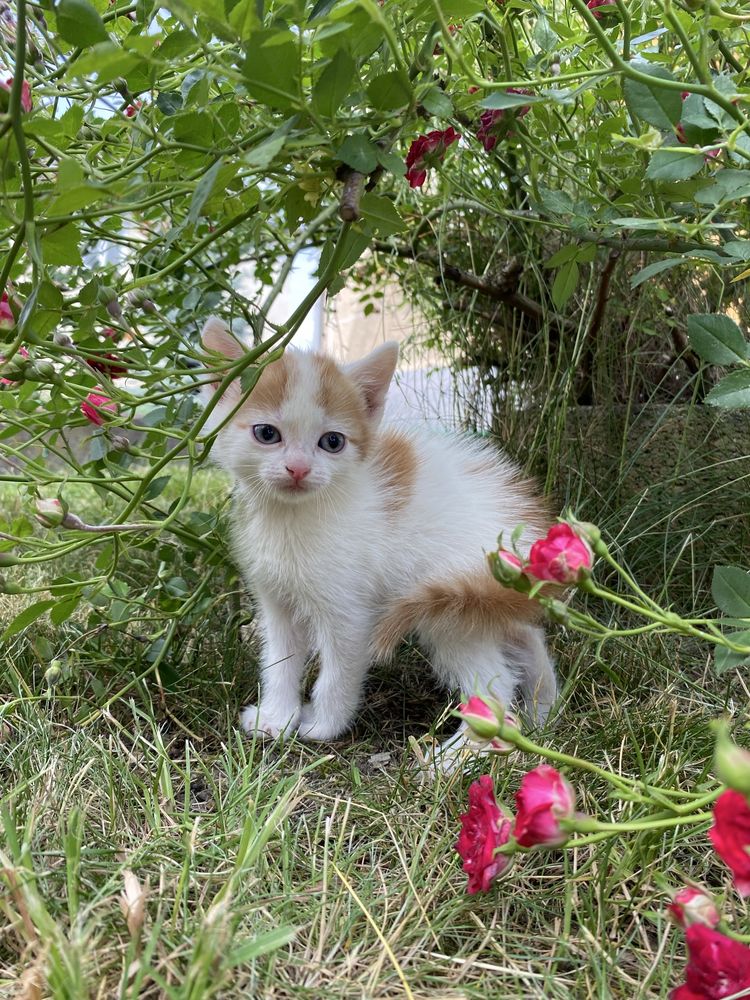 Кошенята,коти, котята