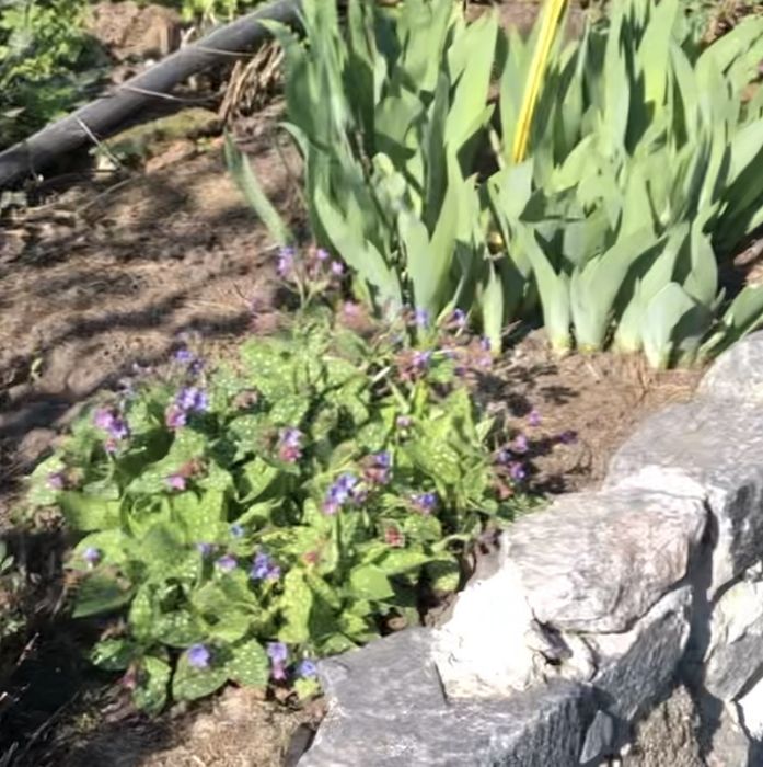 Сукуленти , Медуниця цукрова (кущик)