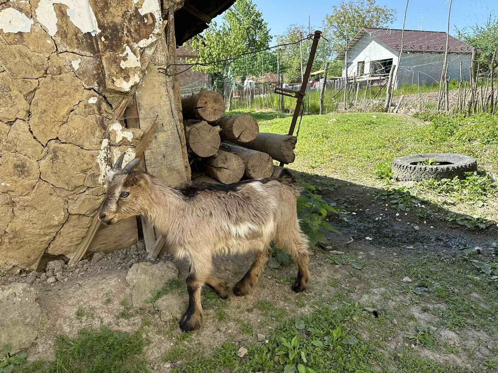 Цапок, козеня,молоденький  цап