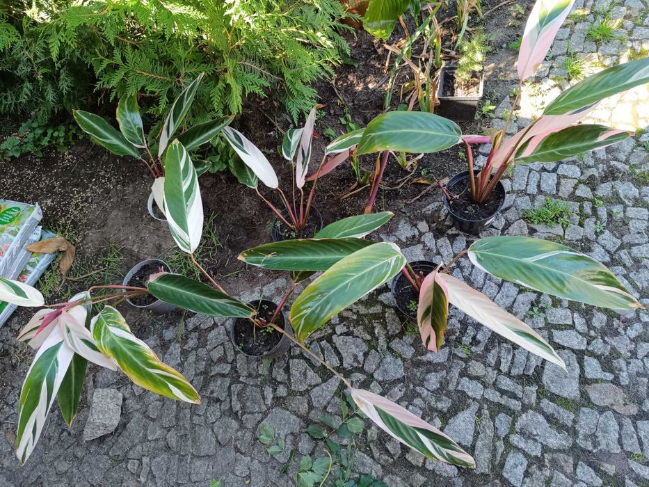 Stromante Stromanthe sanguinea Triostar  biało różowo zielona kolorowa
