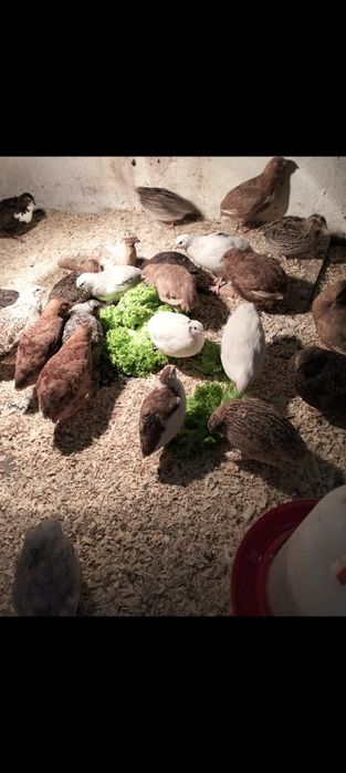 Sprzedam jajka lęgowe od przepiórek jajka przepiórcze