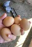 Ovos Biológicos c/ Fotos a Comprovar