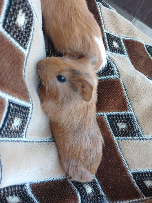 Продам морських свинок