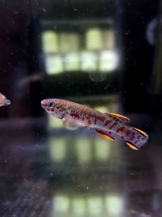 Proporczykowiec gardnera dumbo