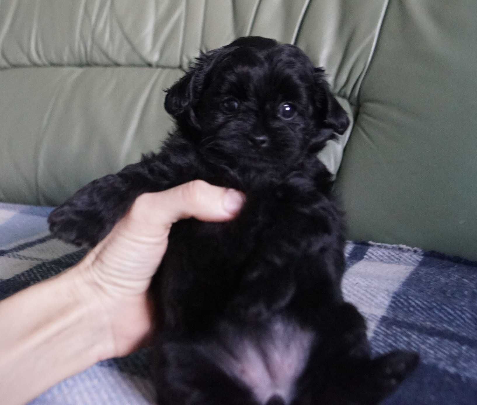 Милейшая&маленькая юная девочка SpitzPoo/MaltiPoo cо сладкой мордочкой