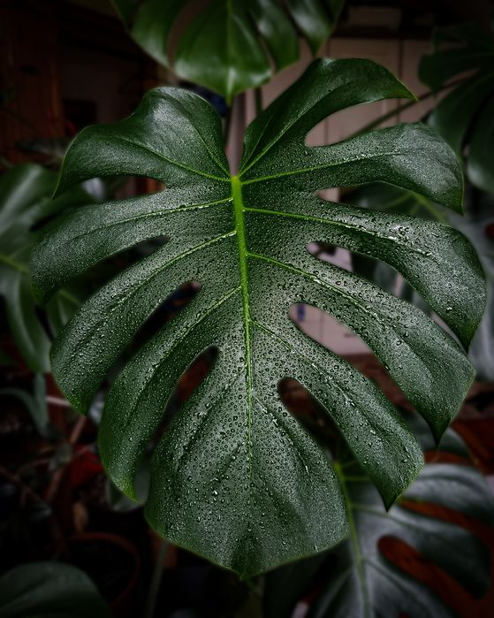 Monstera Deliciosa naszczepki