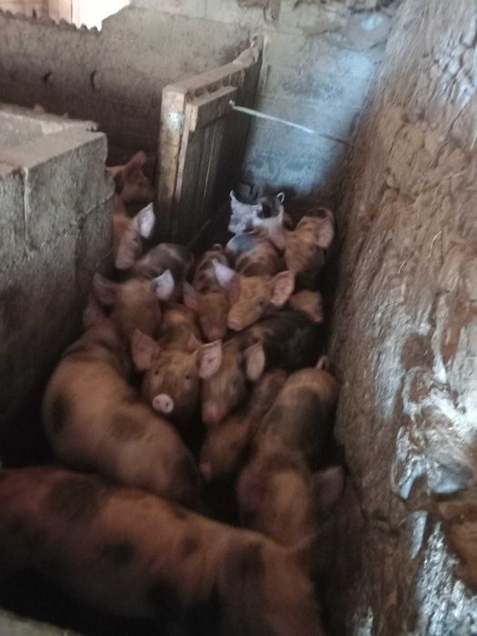 Vendo leitões para criar