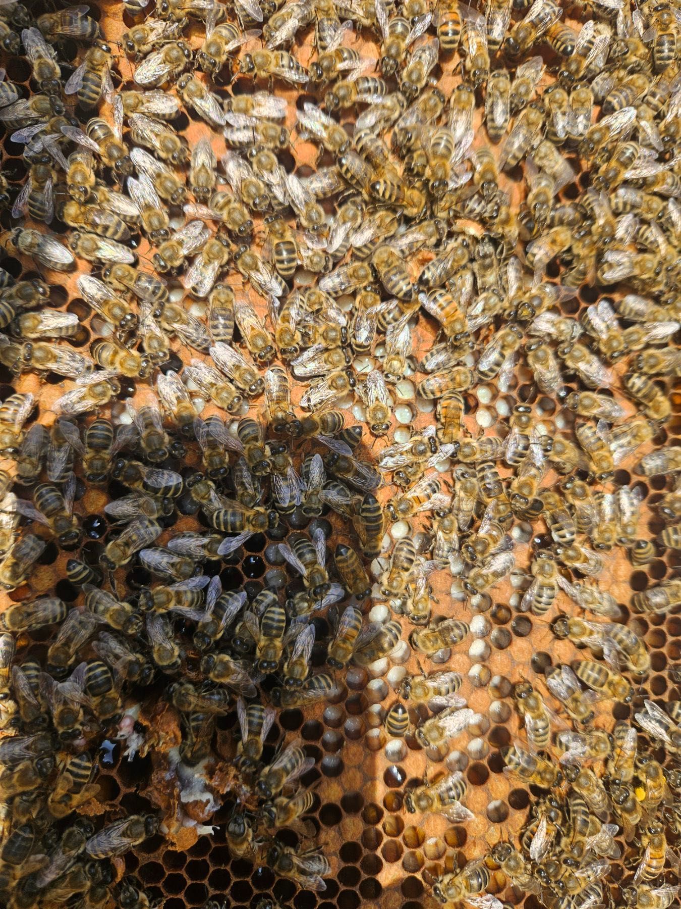 Продам пасіку. Хутор Глубиніха