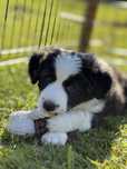 Border Collie  foczo biała ZKwP / FCI