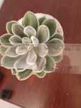 Ехеверія Дорис Тейлор Echeveria doris taylor, Суккулент, Кімнатна росл