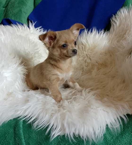 Chihuahua chłopiec długowłosy