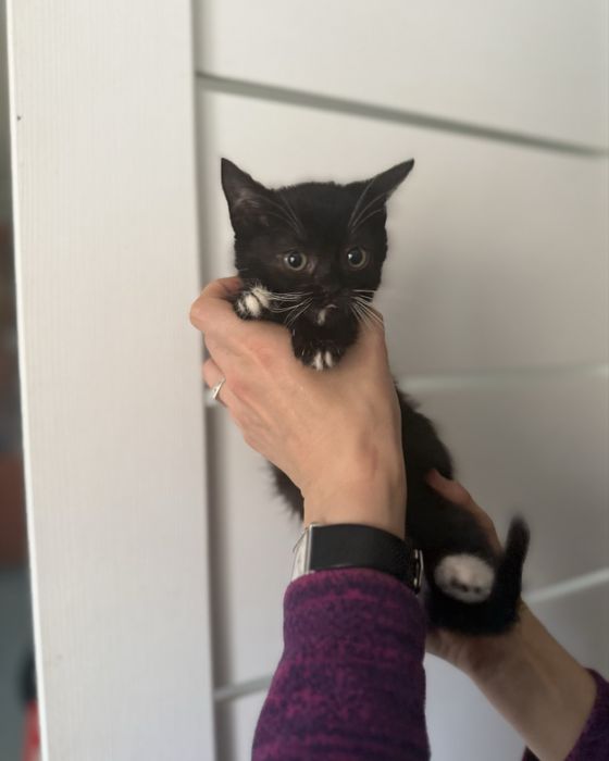 Шері шукає родину