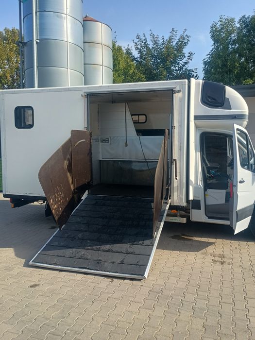 Koniowóz Mercedes sprinter v6 3.0 97 tys przebiegu ,