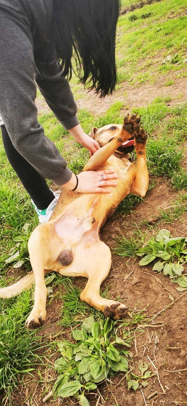 Dexterek ok 2 letni pozytywny psiak szuka domu