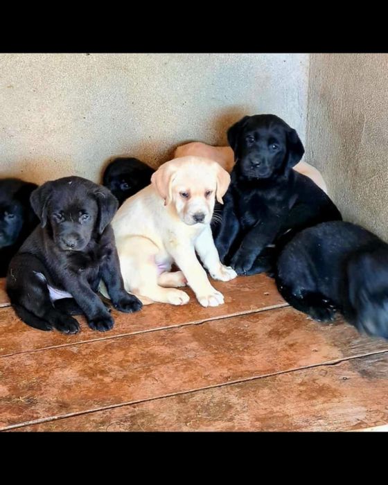 labrador retriever de alta qualidade