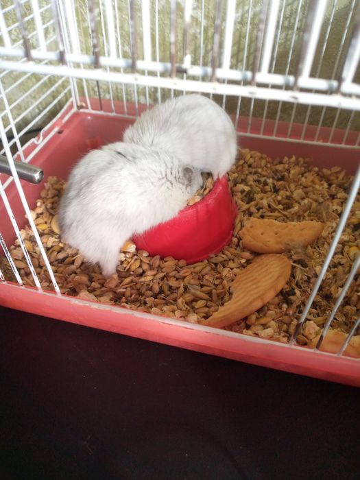 Джунгарский хомяк