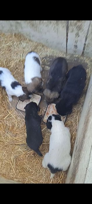 Отдам в добрые руки