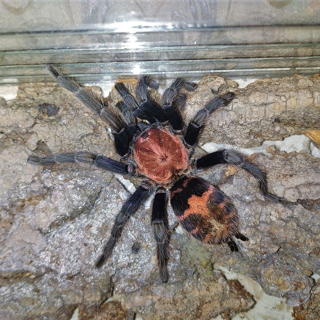 Набор пауков птицеедов albopilosum , fasciatum, geniculata