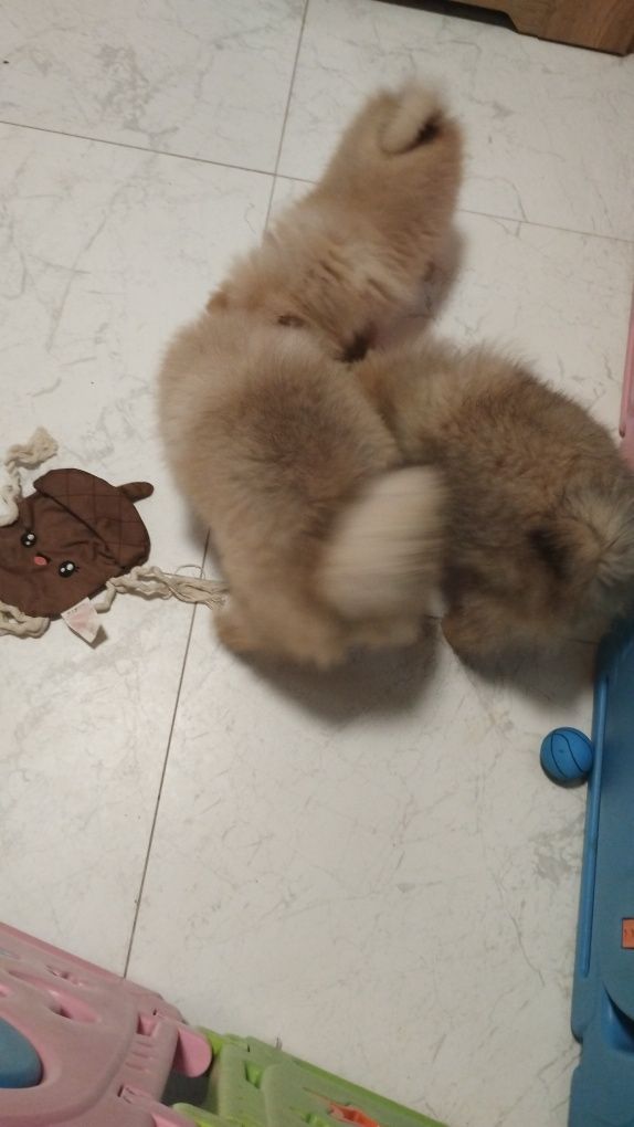Szpic miniaturowy piesek pomeranian boo