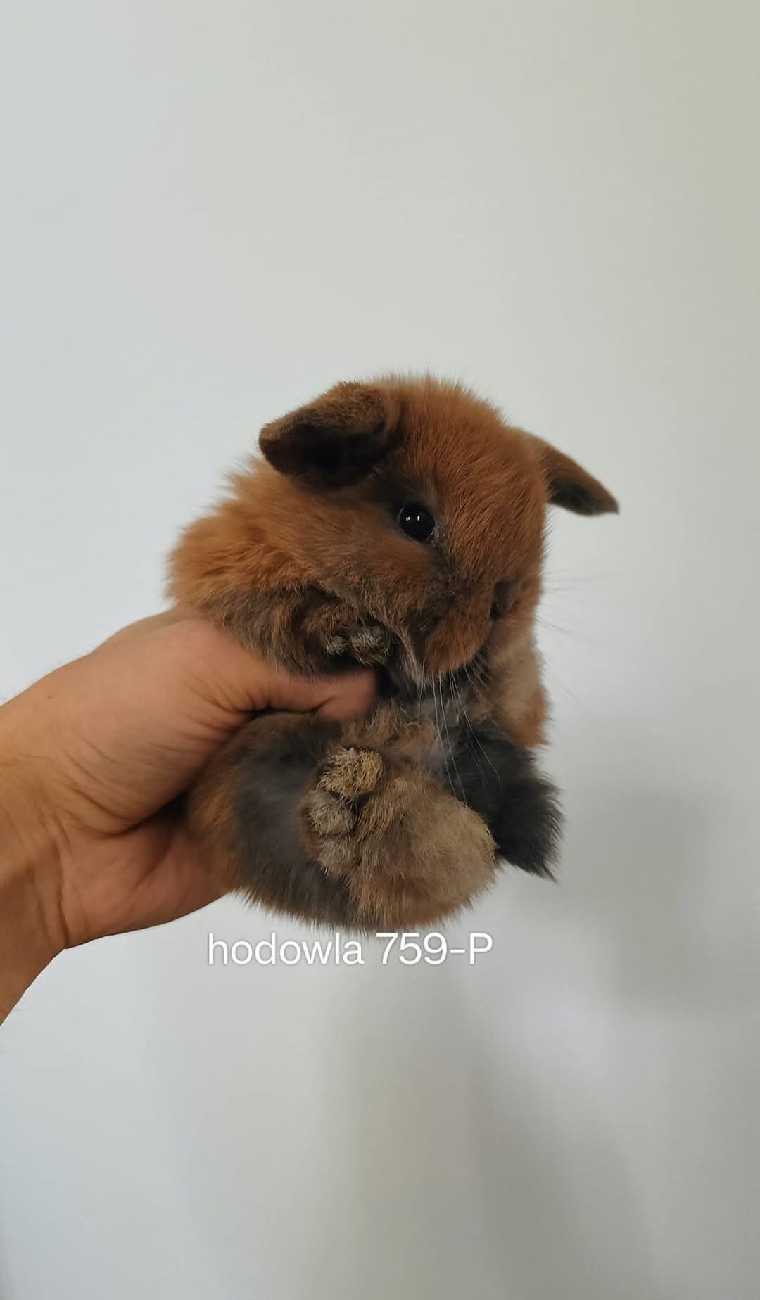 Mini lop króliki karzełek miniaturka baranek