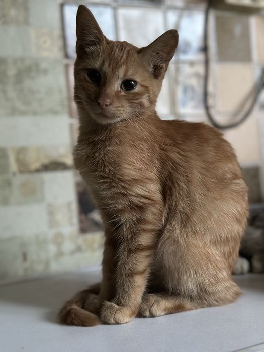 Руденький котик