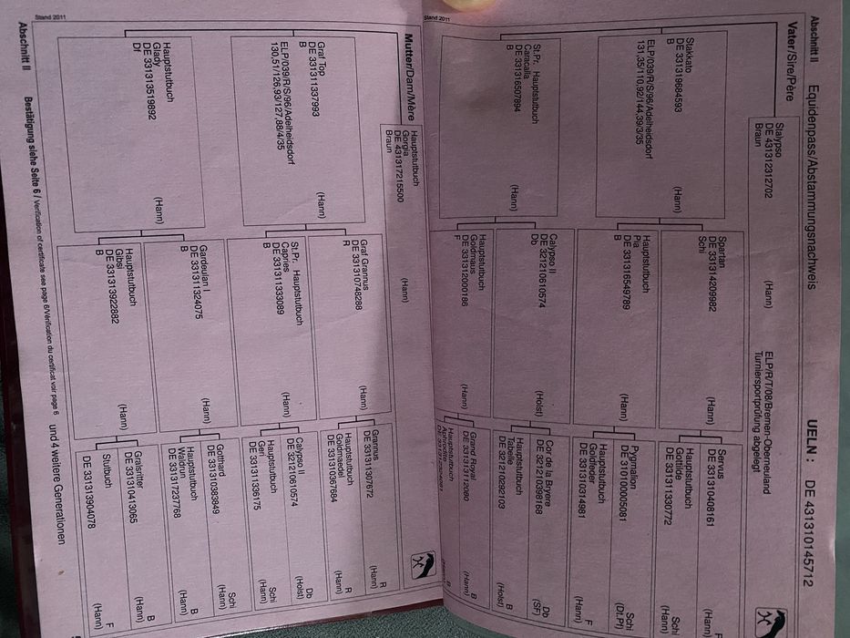 Klacz hanowerska 13 lat Okazja!!!