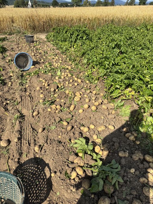 Młode Ziemniaki  odmiany Vineta