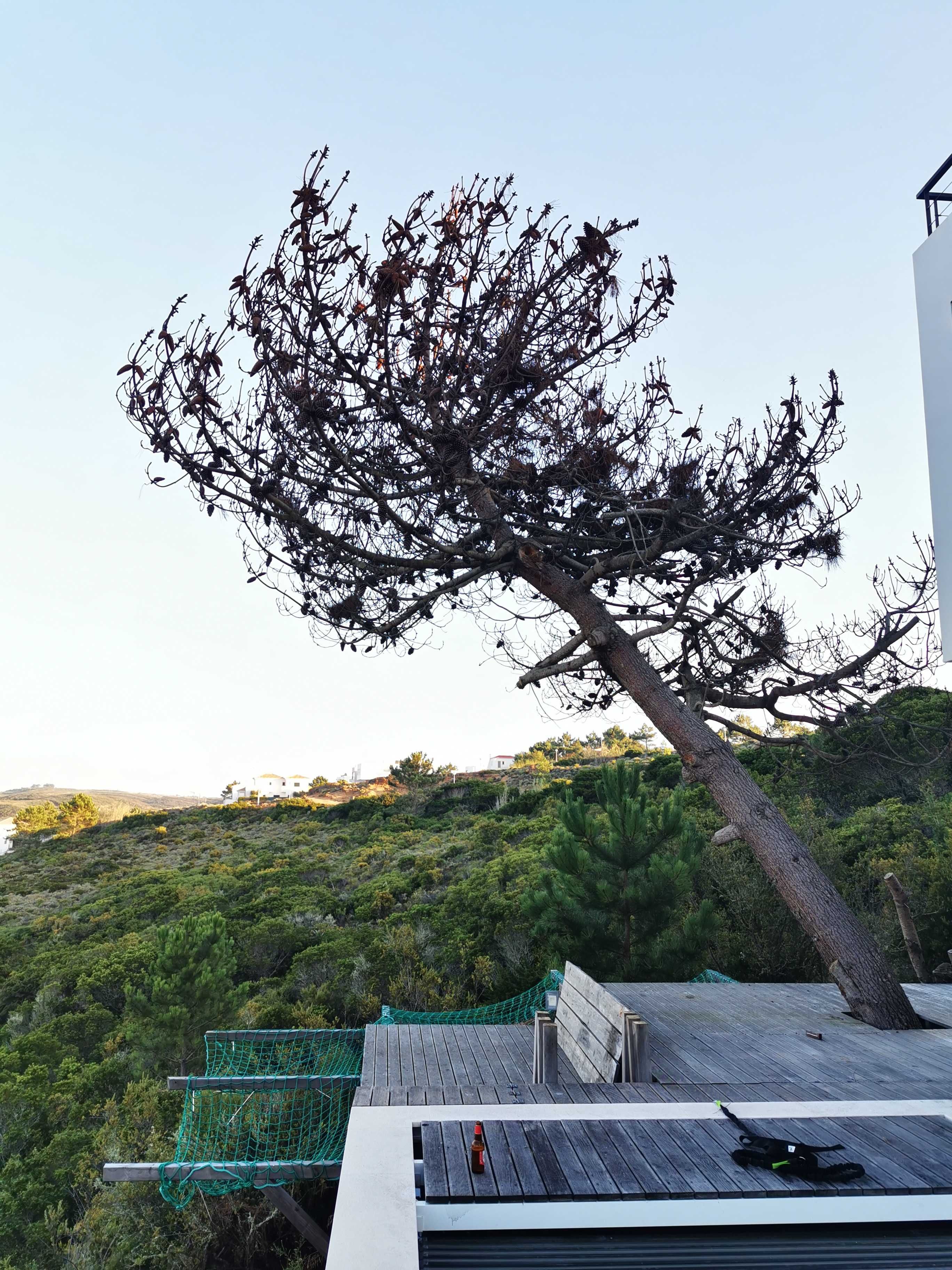 Corte de árvores difíceis / Difficult tree pruning and removal