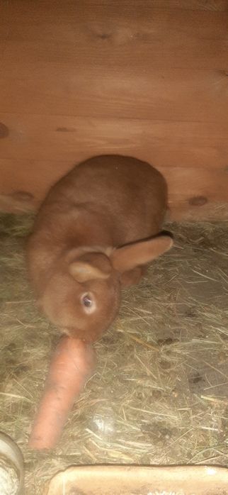 Króliki królik króle samiec samica  mięso tuszka