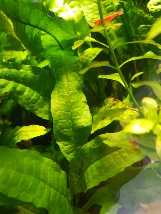 Microsorium Thunder Leaf roślina akwariowa