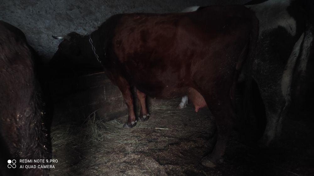 Продам корову после отела