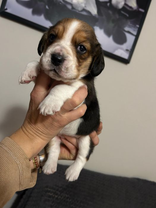 Beagle gotowe do odbioru!!