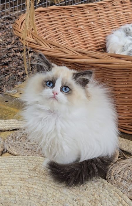 Przesłodka kotka Ragdoll Jadwiga Na Kujawach*PL