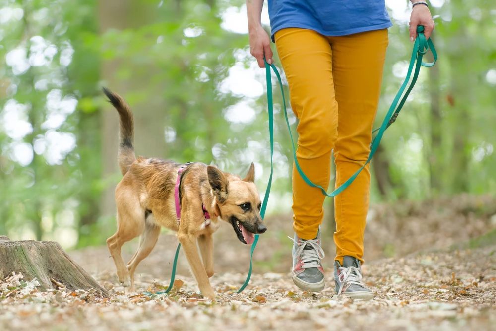 STITCH, roczny psiak w schronisku, adoptuj