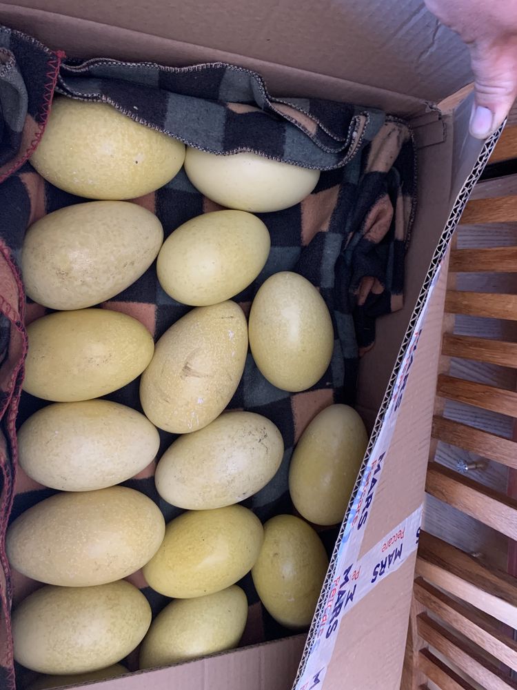 Jaja spożywcze strusia nandu