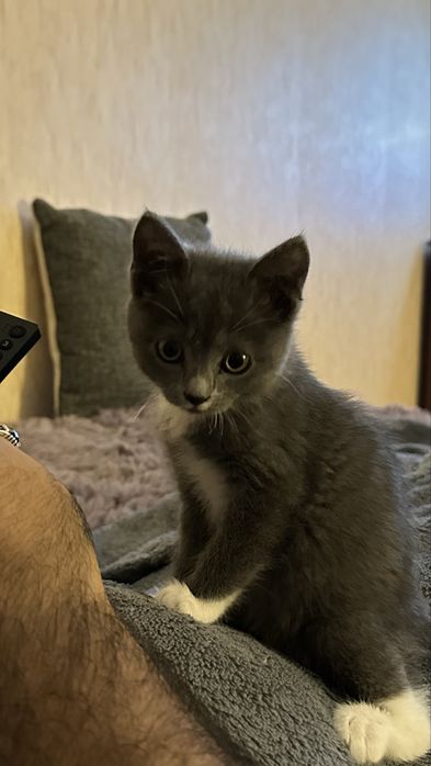 Отдам кошку в добрые руки !