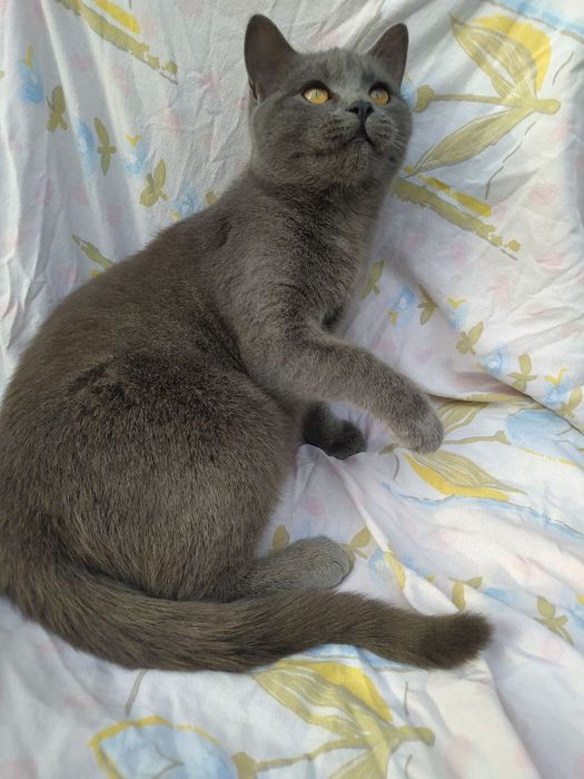 Віддам у добрі руки кошеня