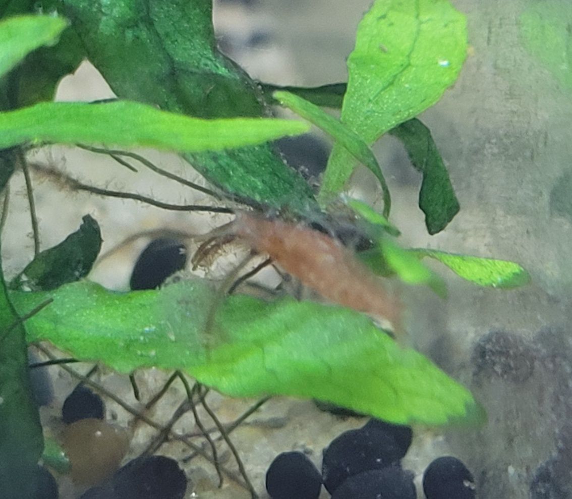 Młode gupiki i krewetki red cherry