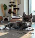 Maine coon rodowód Fife Fpl