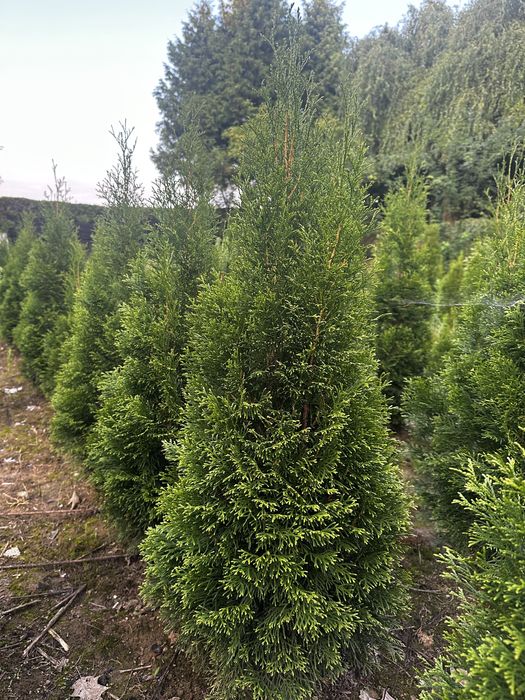 Tuje szmaragd od 100 cm do 140 cm jesien  2025