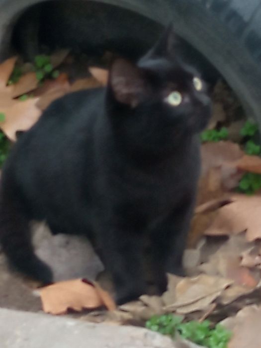 Віддамо в хороші руки котика і кицю.