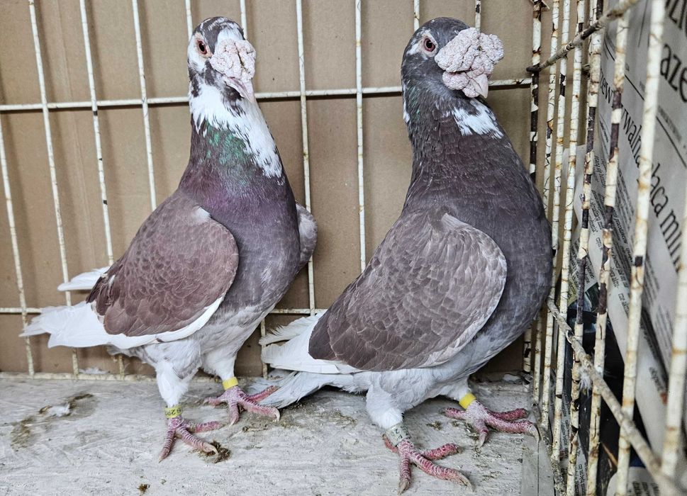gołębie staropolskie sprzedam