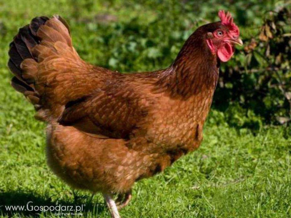 kury nioski kokoszki odchowane wolny wybieg młode kurki dowóz