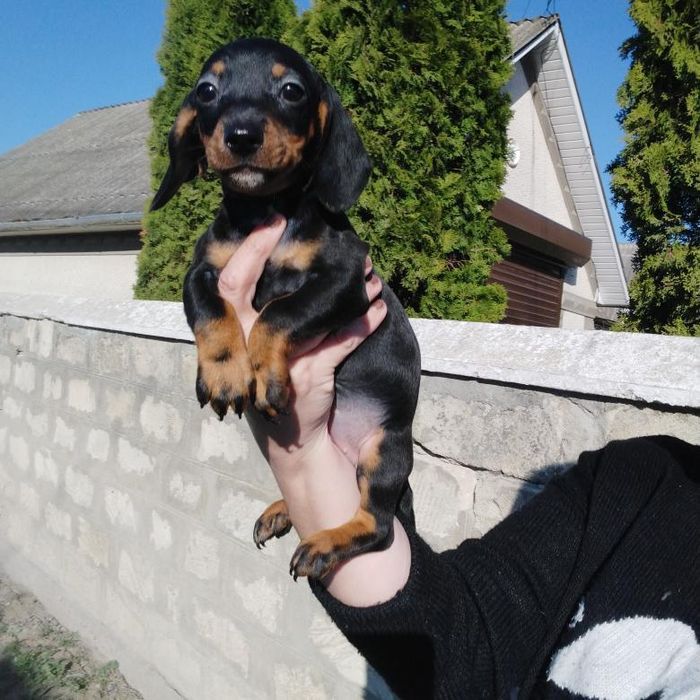 Один чорнопідпалий таксик з виводка !!! Шикарна дитинка.