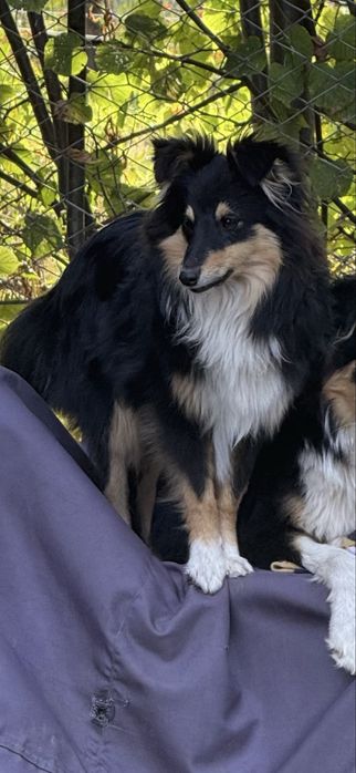 Szczeniak malutki Owczarek Szetlandzki Sheltie