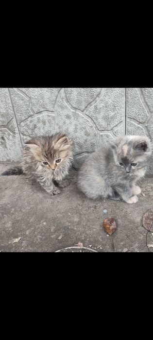 Котята в хорошие руки