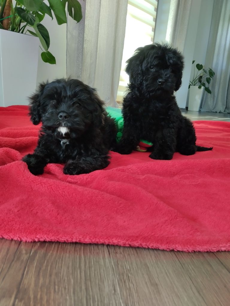 Cavapoo suczka Black  mama cavalier tata pudel toy Red brown