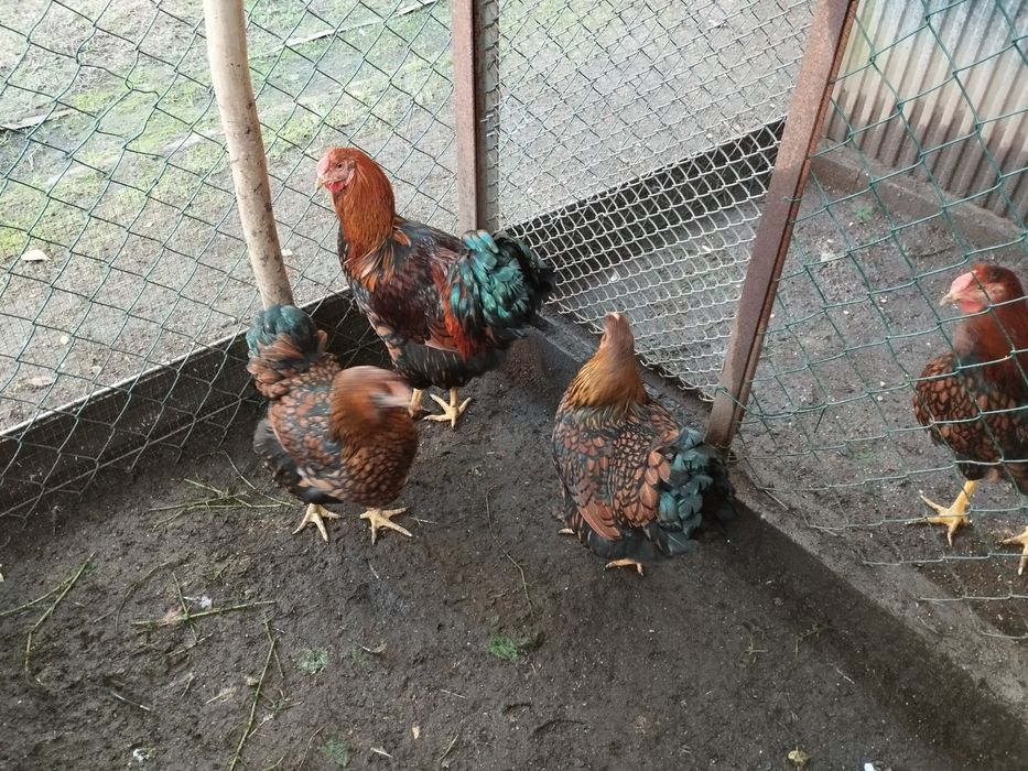 Vendo ovos de várias raças