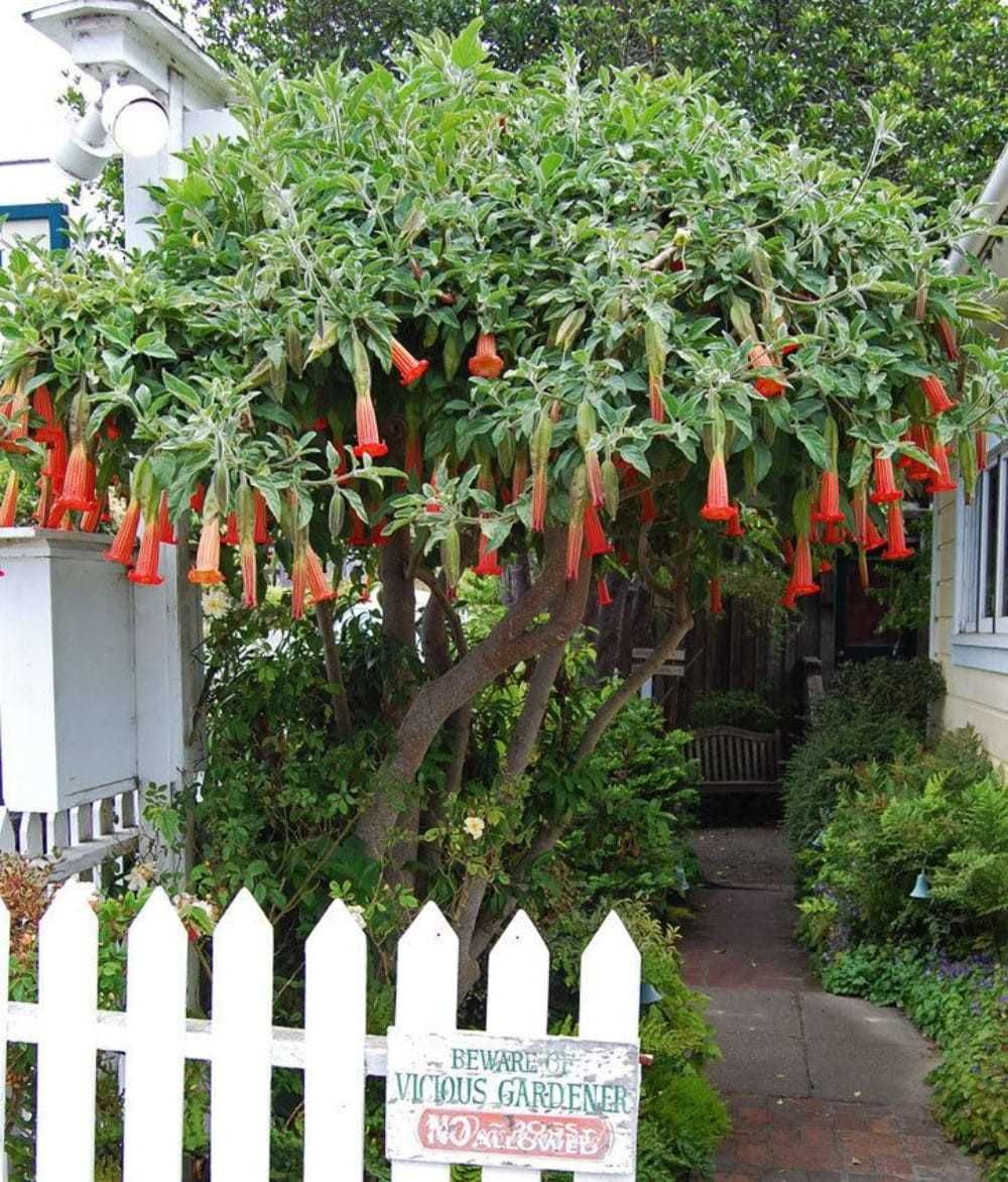 BRUGMANSIA SANGUINEA - Red Angel's. Piekna !