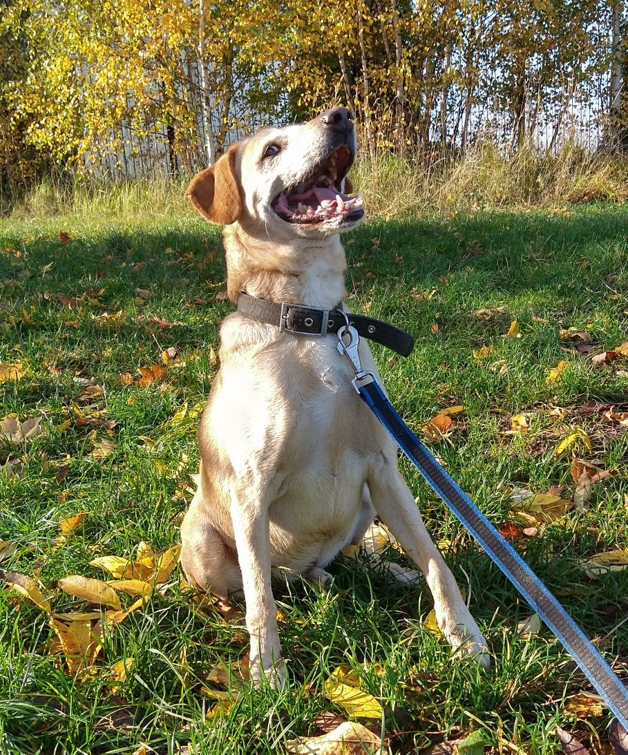 Aktywny Pies do adopcji. Szuka świadomego opiekuna